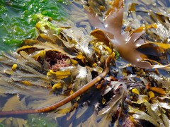 Laminaria digitata