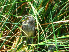 Nycticorax nycticorax