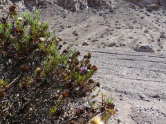 Gypothamnium pinifolium