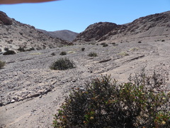 Gypothamnium pinifolium