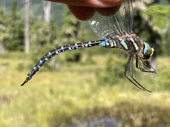 Aeshna subarctica