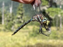 Aeshna subarctica