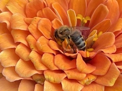 Apis mellifera