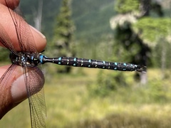 Aeshna subarctica