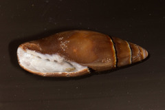 Atrimitra idae