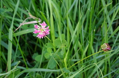 Trifolium hybridum