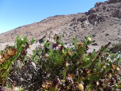 Gypothamnium pinifolium