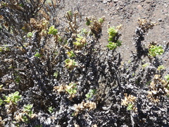 Gypothamnium pinifolium