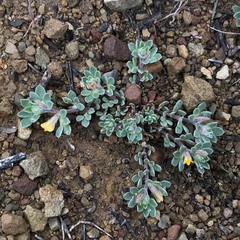 Acmispon brachycarpus