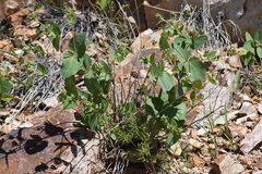 Guardiola platyphylla