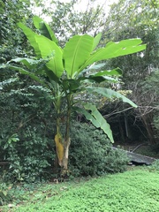 Musa basjoo