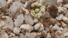 Linanthus maculatus emaculatus