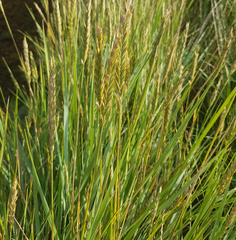 Sporobolus anglicus