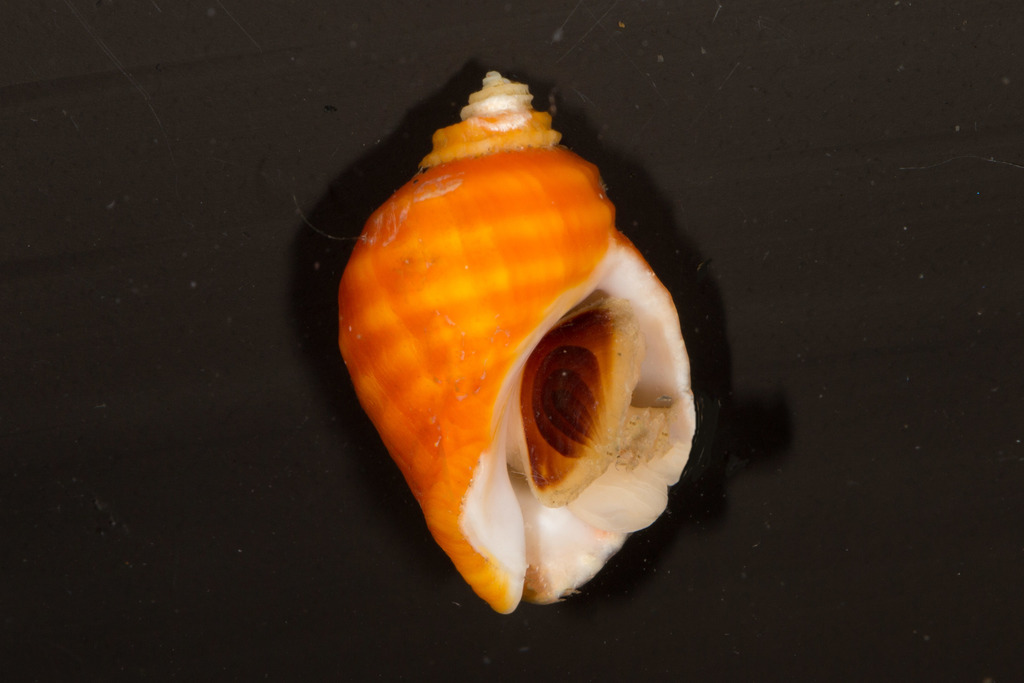 Nucella