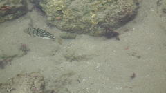 Amblyrhynchote honckenii