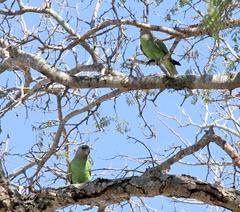 Poicephalus cryptoxanthus cryptoxanthus