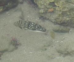 Amblyrhynchote honckenii