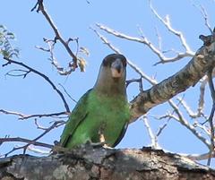 Poicephalus cryptoxanthus cryptoxanthus