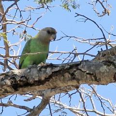 Poicephalus cryptoxanthus cryptoxanthus