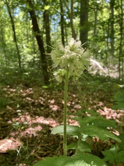 Hydrophyllum macrophyllum