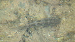 Caffrogobius nudiceps