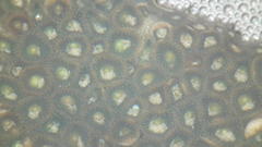 Palythoa