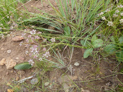 Alepidea setifera