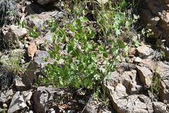 Guardiola platyphylla