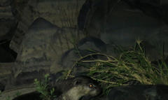 Aonyx capensis capensis