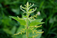 Urtica dioica