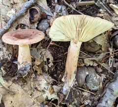 Lactarius mutabilis