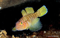 Priolepis cincta