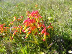 Lachenalia quadricolor