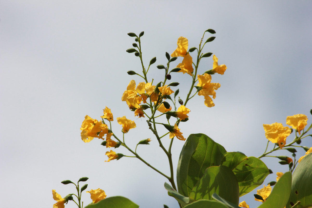 Pterocarpus