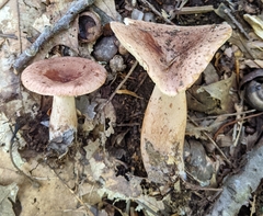 Lactarius mutabilis