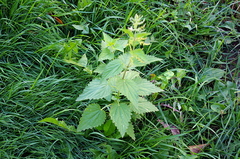 Urtica dioica