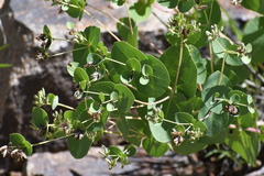 Guardiola platyphylla