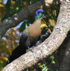 Tauraco porphyreolophus