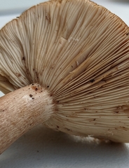 Lactarius mutabilis