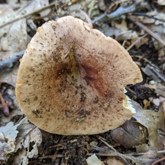 Lactarius mutabilis