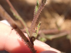 Tupiocoris californicus