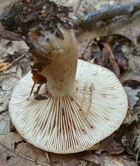 Lactarius mutabilis