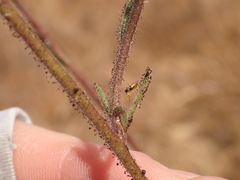 Tupiocoris californicus