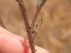 Tupiocoris californicus
