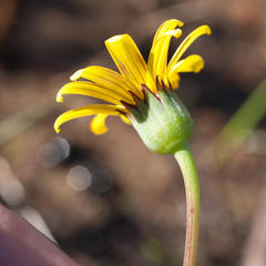 Othonna heterophylla