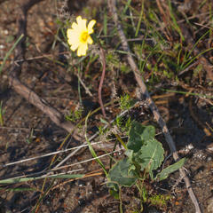 Othonna heterophylla