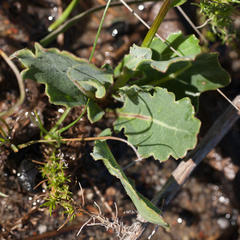 Othonna heterophylla