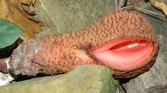 Hydnora africana