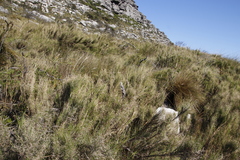 Pseudopentameris macrantha