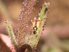 Tupiocoris californicus